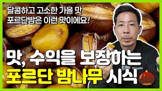 껍질이 ‘쏙’ 빠지는 포르단, 반응 최고! 포르단 밤나무 이제 집에 직접 키우세요????