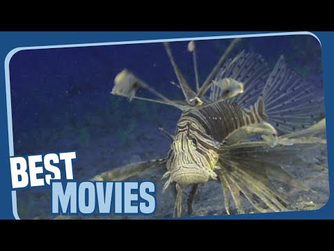 Ozeane dieser Welt - Wundergift - Tierdokumentation (ganze Episode auf Deutsch)