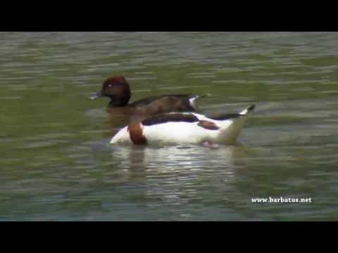 Tarro blanco ( Tadorna tadorna ) Shelduck
