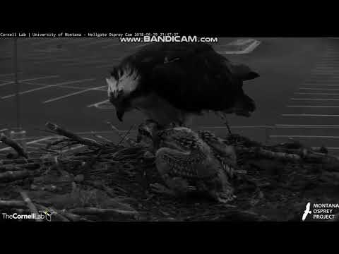 Hellgate Osprey, MT - Supermom Iris saves the day, again! - F 6/29/18