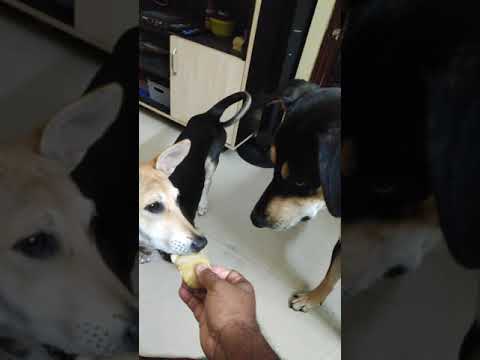 Pet Lover#RJ#Rocky love's Bone# Tina 😒