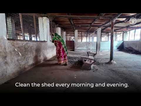 Goat Shelter Management and Hygiene