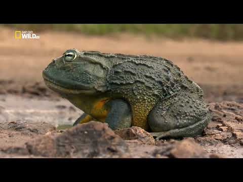 Namíbia-Én a vadállatokkal vagyok!