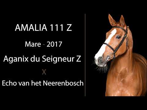 Amalia 111 Z video