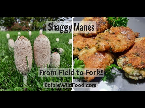 Shaggy Mane Mushroom