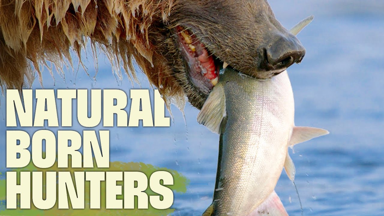 The Bears That Grow 9 Feet Tall | FULL DOCUMENTARY | The Giant Bears of Alaska | @UltimateNatureDocs