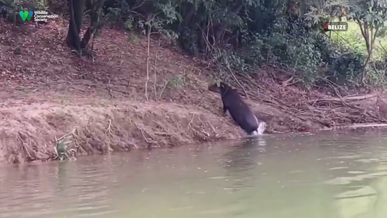 Tapir recorded in the Maya Forest Corridor | World Tapir Day