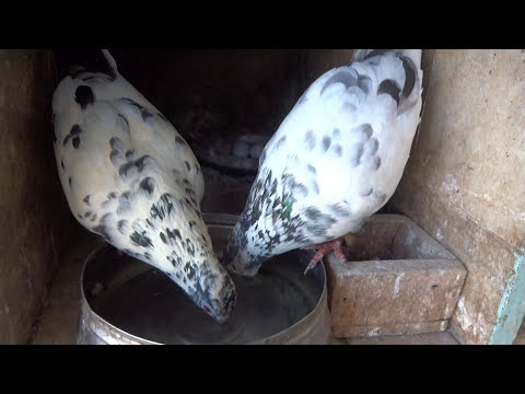 How to put a drinking water for high flying pigeons