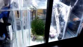 How to setup a 20 gallon nano reef tank, DAY 10, Finnex LED sump light, Clean up crew