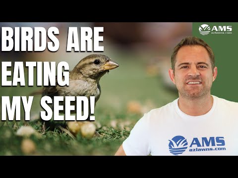 YouTube video about: Will birds eat my grass seed?