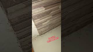 Download lagu Gak ada gula ada semut#shortvideo #subscribe #lucu #semut mp3