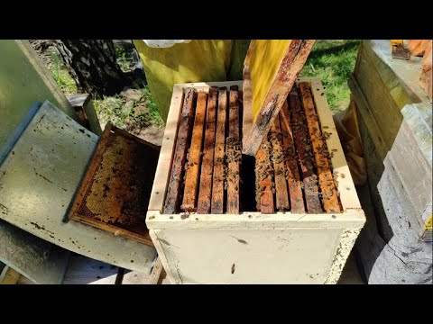 Пчеловодство.В помощь начинающим пчеловодам.Как расширить гнездо пчёл.Весенние работы на пасеке.