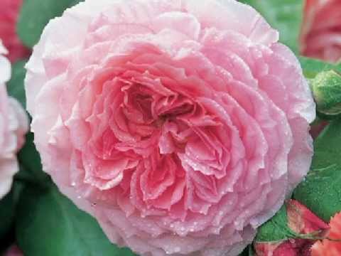 Josef Strauss  Mairosen - Walzer