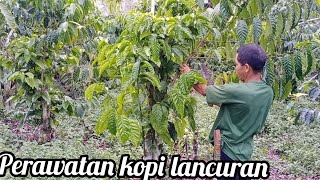 Download lagu perawatan kopi lancuran dan penyimpanan bahan mp3