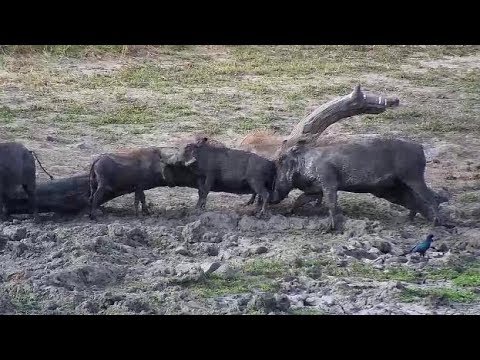 Djuma: Warthog family of five having a good scratch on the log - 14:40 - 05/24/19