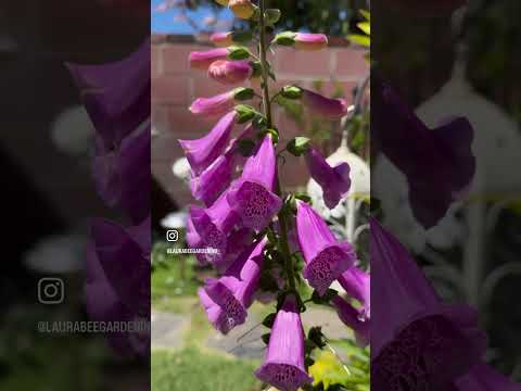 Laura Bee Gardening 