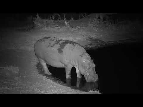Djuma: Lone Hippo arrives - 22:26 - 09/26/19