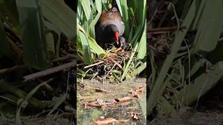 Loving preen for her chick. バンが雛に優しく毛繕い.Waterhoentje kuiken.#birds #vogel #chicks #wildlife #雛 #野鳥