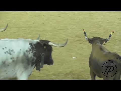 13-10-25 Vaquillas Mañaneras. Jose Luis Cuartero