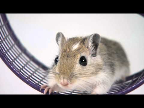 Kevin Leman: It's Your Kid Not a Gerbil trailer