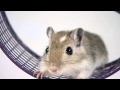 It S Your Kid Not A Gerbil Trailer By Kevin Leman