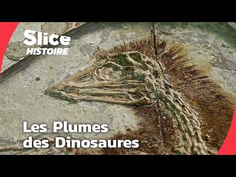 Le Mystère des Dragons à Plumes : Le Vrai Visage des Dinosaures | SLICE HISTOIRE | DOC COMPLET