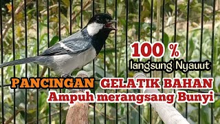 Download lagu Pancingan Suara Gelatik Batu Gelatik Wingko Bahan Ampuh Merangsang Bunyi 100 % langsung nyaut mp3 Download lagu Pancingan Suara Gelatik Batu Gelatik Wingko Bahan Ampuh Merangsang Bunyi 100 % langsung nyaut mp3
