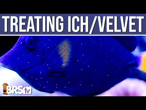 Ich or Marine Velvet in Your Reef Tank? Easy Steps to Treat Saltwater Fish Disease!  Ep: 10