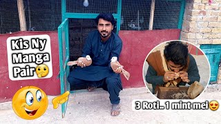 kabootar bazi tricks | pigeon cares video | kabootar fight video 2023 | indian pakistani kabootar |