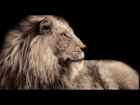 Klingelton Löwe 🦁 "Brüllender Löwe, Löwengebrüll" für das Handy als MP3-Sound herunterladen!