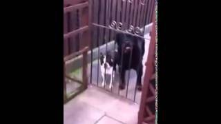 A dog repeats a human!