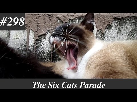 Siamese cat chirping and yawning