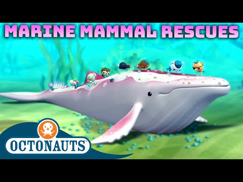 ​@Octonauts - Marine Mammal Rescues 🐋⛑️ | 60 Mins+ Compilation | Underwater Sea Education