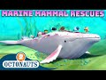 ​ Octonauts Marine Mammal Rescues ️ 60 Mins Compilation Underwater Sea Education