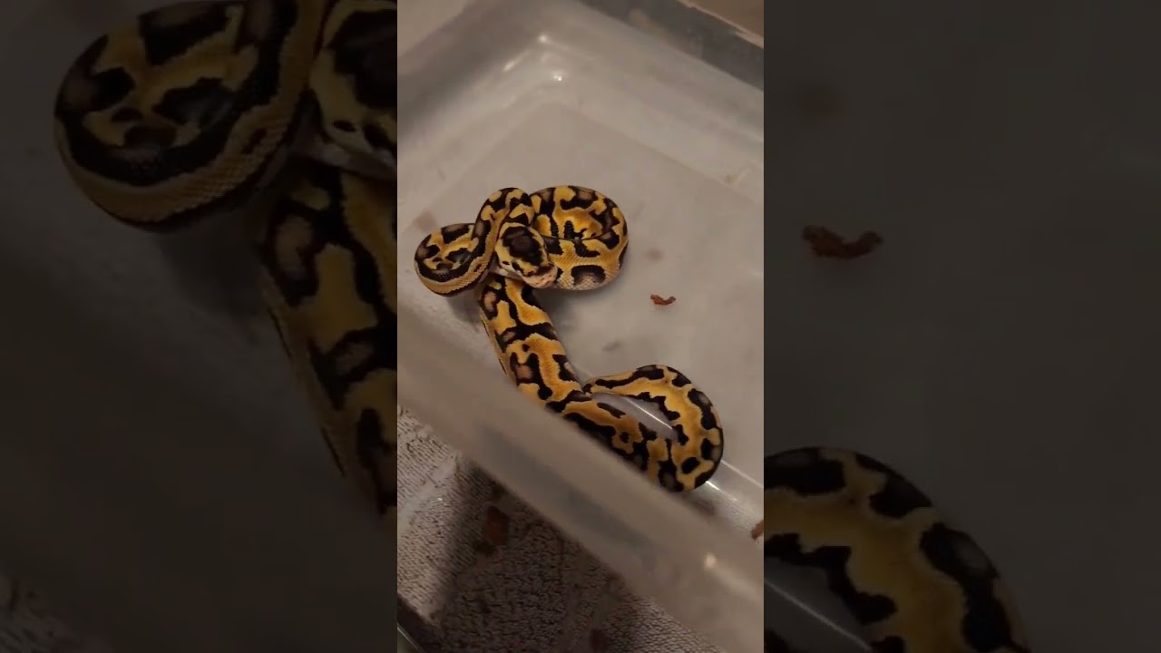 Defensive Baby Ball Python 🐍