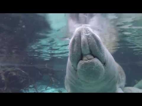 Manateemania - Snorkeling with Manatees at Crystal River