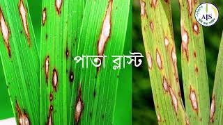 ধানের ব্লাস্ট রোগ ও এর প্রতিকার