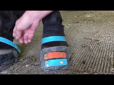 Kramer’s hind fit with endurance gaiters and trail gaiters.