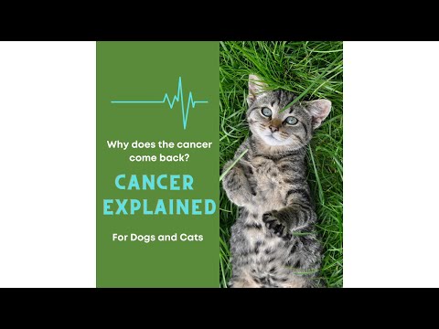 Prevent cancer from returning | For Cats and Dogs | Natural Pet Supplements | Vitality Science