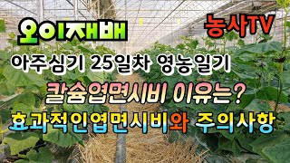 오이재배, 아주심기 25일차 영농일기, 칼슘 엽면시비 이유는? 효과적인 엽면시비와 주의사항[농사TV]
