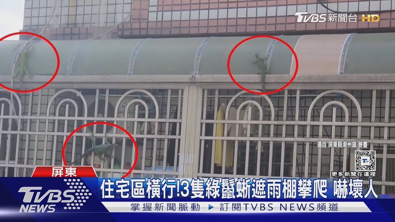牠不怕人人怕牠!綠鬣蜥屏東住宅區出沒 嚇壞居民