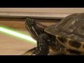 OH MY GOD: Tartarugas Jedi