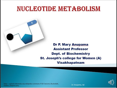 Nucleotide Metabolism