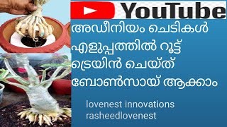അഡീനിയം ചെടികളുടെ വേരുകൾ ട്രെയിൻ ചെയ്ത് ബോൺസായ് ആക്കി മാറ്റാം..