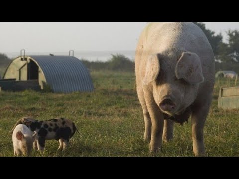 Animal welfare in outdoor pig farming / Animal breeding of the future.