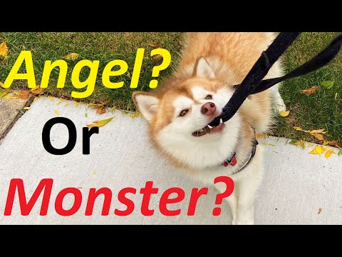 3rd YouTube video about are pomskies hypoallergenic