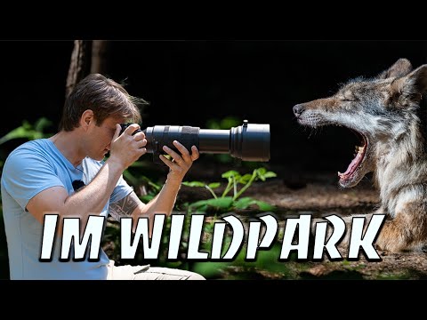 Wildlife photography with the Sigma 150-600mm - Simple photo tips 📷