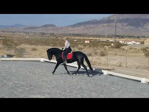 Ancce Revised Black PRE Stallion for sale