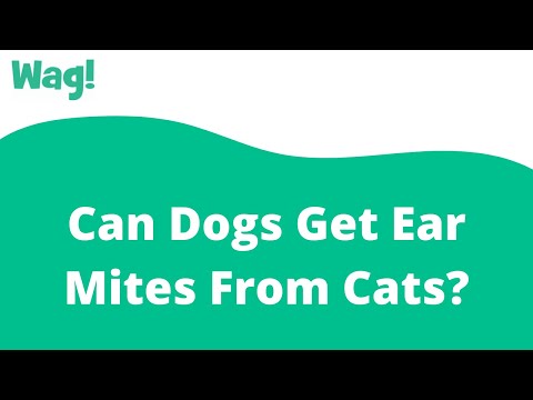 Can Dogs Get Ear Mites From Cats? | Wag!