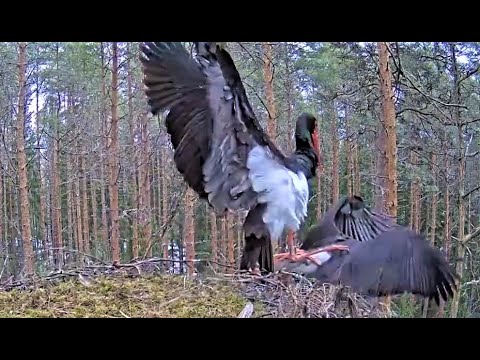 Must-toonekurg: Failed mating by falling out of nest/ Неудачное спаривание с падением из гнезда